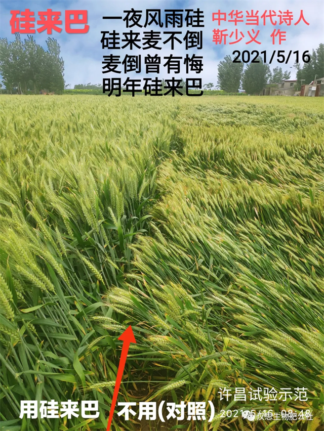大風(fēng)出現(xiàn)，王者顯現(xiàn)：伴種硅抗倒增產(chǎn)效果獲集體點(diǎn)贊！