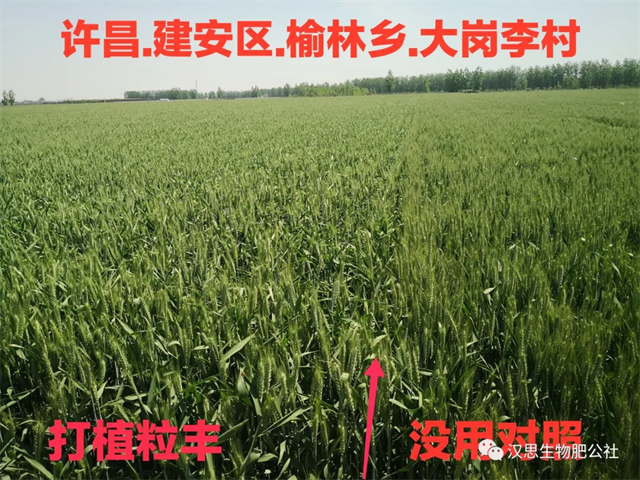 當(dāng)磷酸二氫鉀遇上氨基酸水溶肥，“黃金搭檔”增產(chǎn)很輕松產(chǎn)很輕松