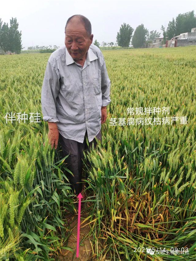 大風(fēng)出現(xiàn)，王者顯現(xiàn)：伴種硅抗倒增產(chǎn)效果獲集體點(diǎn)贊！