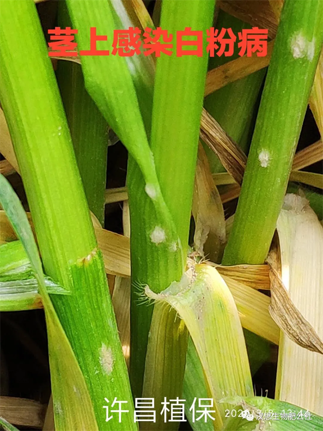 小麥抽穗揚花期“一噴多防”你做了嗎？