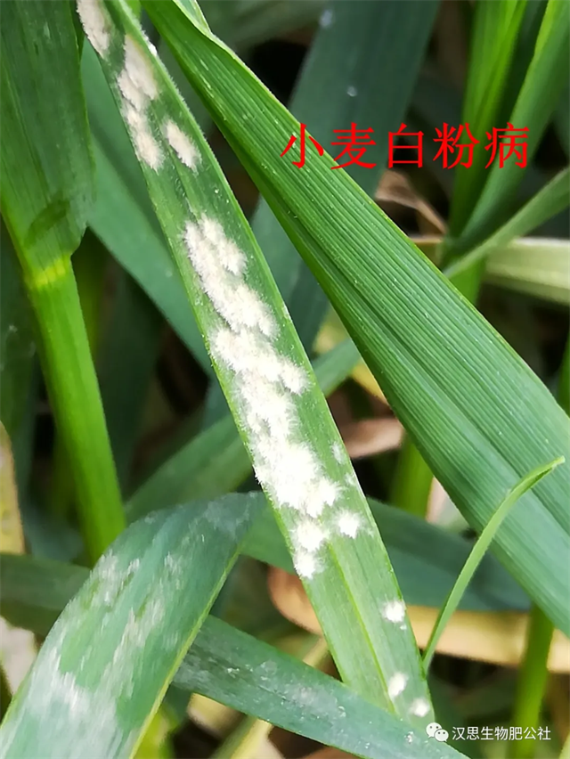 小麥抽穗揚花期“一噴多防”你做了嗎？