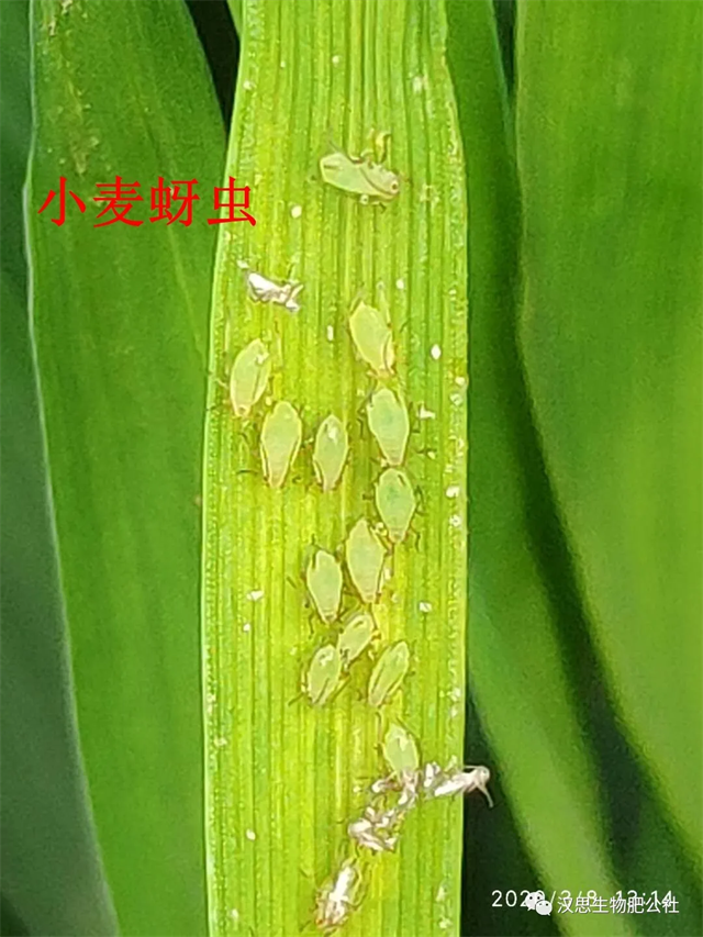 小麥抽穗揚花期“一噴多防”你做了嗎？